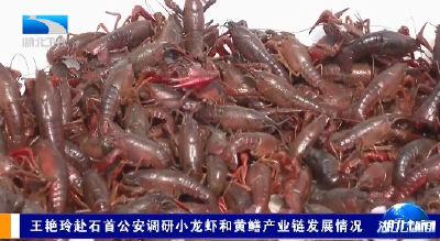 王艳玲赴石首公安调研小龙虾和黄鳝产业链发展情况