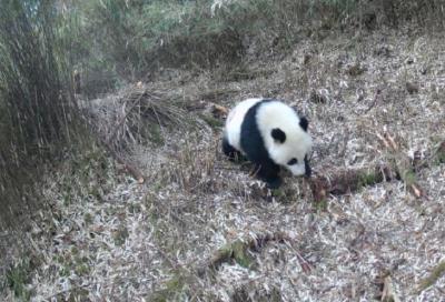 四川芦山红外相机拍到大熊猫等多种野生动物影像