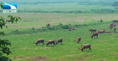 喜添新丁！石首麋鹿保护区将出生500头小麋鹿