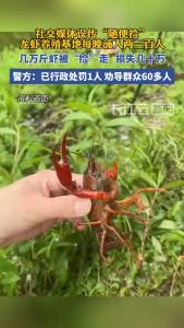 视频平台误传“随便捡”，龙虾养殖基地几万斤种虾被“捡”走