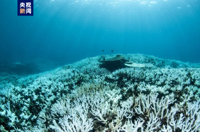世界海洋遭创纪录高温 多地珊瑚礁出现白化