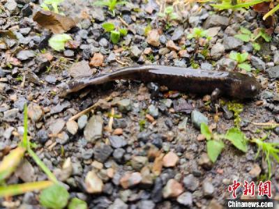 湖北宜昌首次发现珍稀野生动物黄斑拟小鲵