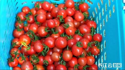孝昌丰山：摘番茄 采玫瑰 特色产业带来红火“采摘游”
