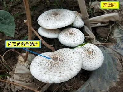 野生菌VR限时体验卡？奉劝“菇勇者”们别天真！