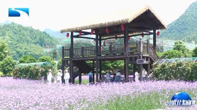 活力湖北 | 七彩绽放 夏日赏花去处多