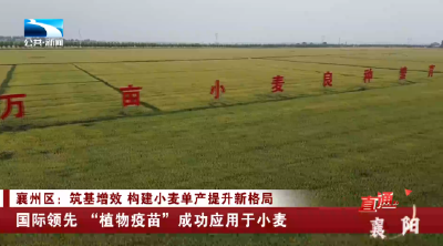襄州区：国际领先 “植物疫苗”成功应用于小麦