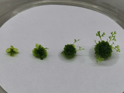 国家二级保护野生植物阴生桫椤孢子克隆成功