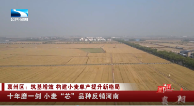 襄州区：十年磨一剑 小麦“芯”品种反销河南
