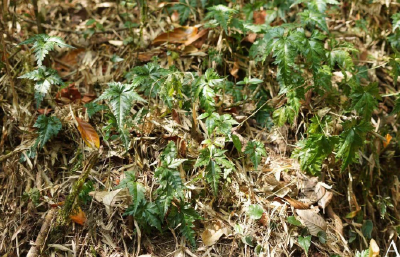 仅一个居群！云南盈江发现极危植物新种南高黎贡黄连
