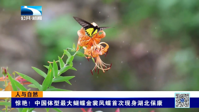 惊艳！中国体型最大蝴蝶金裳凤蝶首次现身湖北保康