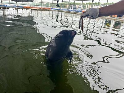 鹿鸣呦呦，江豚逐浪 湖北的“湿地精灵”栖息乐园什么样？