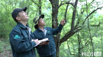 世界巡护员日丨致敬神农架林区的绿色“守护者” 