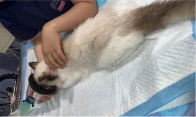 以“领养”名义兜售病患宠物 这是一种消费陷阱