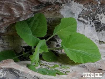 湖北竹山堵河源发现国家二级保护植物崖白菜