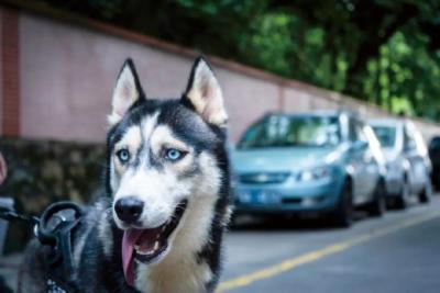 预防狂犬病，别被狗咬就够了吗 | 世界狂犬病日