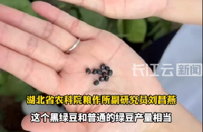 黑色绿豆，你尝过吗？湖北培育的黑绿豆品种喜迎丰收