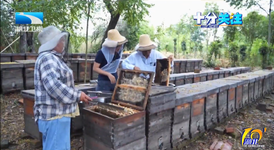 丰收湖北 生机勃勃 | 甜“蜜”出海 湖北蜂蜜出口位居全国前列 