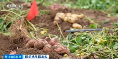 航空育种土豆即将收获 探访最新生长情况→