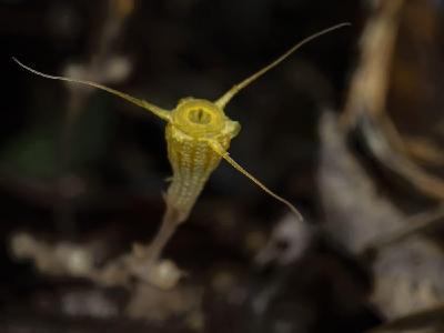 中国科研人员发现植物新物种“金樽水玉杯”