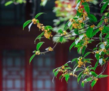 中式美学！秋日桂花点缀中国风建筑