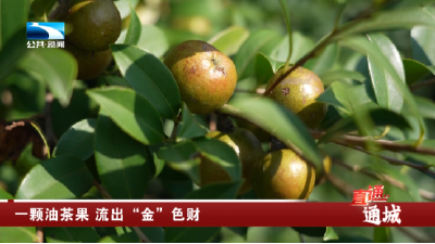 通城：一颗油茶果 流出“金”色财