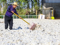 图集丨金秋收获季 采棉正当时