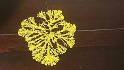 小学生开始流行养黏菌当宠物！家长傻眼：这是啥？