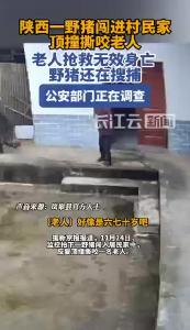 陕西一野猪闯进村民家顶撞撕咬老人：老人抢救无效身亡 野猪还在搜捕