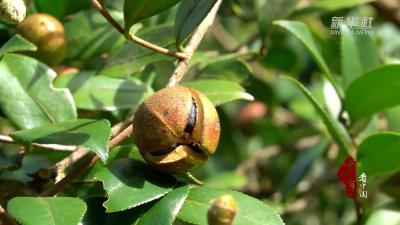 千城百县看中国｜湖北鹤峰：油茶果采摘正当时 