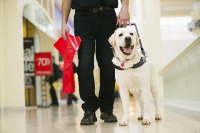 申请竟需全楼邻居都同意，导盲犬进楼为何遭遇执行难？