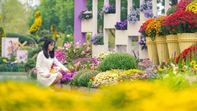 惊艳！万盆花园菊“调色”武汉金秋菊展