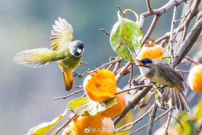 “柿柿”如意接好运！小鸟柿子同框画面灵动