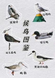 迢迢万里，它们从西伯利亚飞奔荆州洪湖