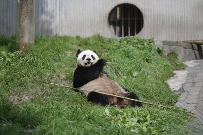 向大熊猫室外活动场内吐口水、投掷物品等 11人被终身禁入四川神树坪基地