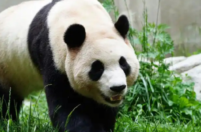 大熊猫“福宝”出现状况异常 中国大熊猫保护研究中心回应