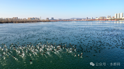 越冬候鸟“扎堆”湖北丹江口