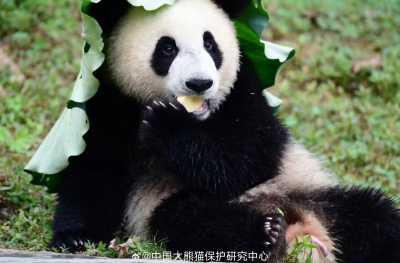 大熊猫“安宝”确诊脑积水 手术成功正在康复中 