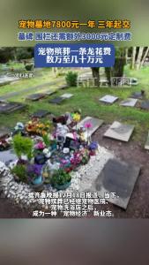 一块宠物墓地7800元一年 宠物殡葬一条龙需花费数万至几十万元