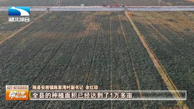 【“县”在出发】随县：推进农业产业化  助力农户增产增收