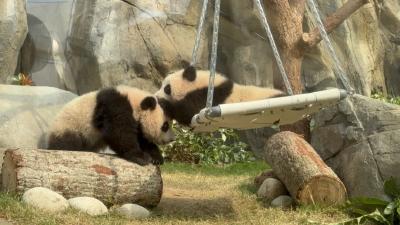 这对“港产”大熊猫在线征名！