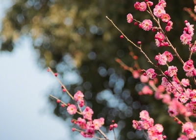 花开种花家，不负好时光！送你春日奋斗壁纸