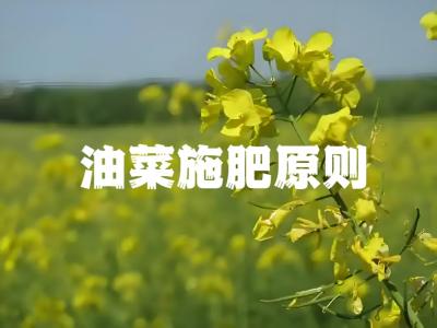 油菜施肥，指导方案看这里！