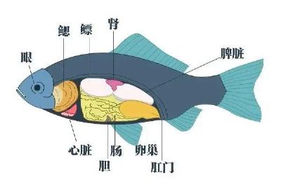 两患者生吞鱼胆中毒 专家：避免食用！这些常见鱼胆都有毒