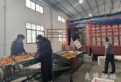 宜昌夷陵柑橘企业出口忙 助力产业链高质量发展