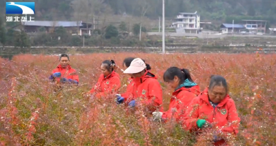 恩施利川：年销破2亿 小伙花丛中开辟致富路