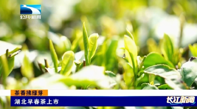 茶香拂绿芽 | 湖北早春茶上市