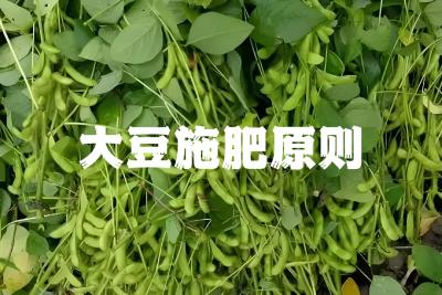 大豆施肥，指导方案在这里！