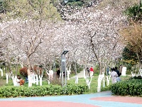 美图 | 荆州中山公园早樱盛开市民涌跃观赏