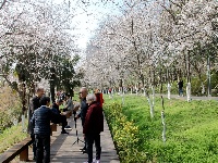 美图 | 荆州中山公园早樱盛开市民涌跃观赏