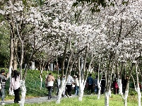 美图 | 荆州中山公园早樱盛开市民涌跃观赏